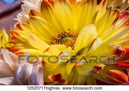 Stock Photograph - A yellow and red dahlia flower with a white spider on a petal; United States of America. Fotosearch