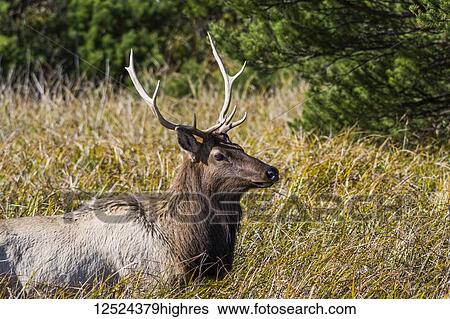 A young bull Roosevelt Elk (Cervus canadensis roosevelti) visits a salt marsh; Hammond, Oregon, United States of America View Large Photo Image Stock Photograph - A young bull Roosevelt Elk (Cervus canadensis roosevelti) visits a salt marsh; Hammond, Oregon, United States of America. Fotosearch