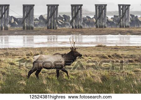 Stock Photograph - A young bull Roosevelt Elk (Cervus canadensis roosevelti) visits Trestle Bay; Hammond, Oregon, United States of America. Fotosearch