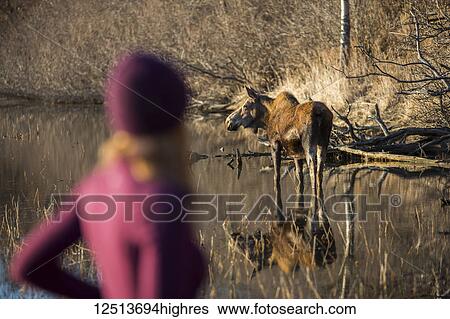 Stock Photograph - A young woman blurred in the foreground as she stands watching a cow moose (alces alces) in the pond nearby; Anchorage, Alaska, United States of America. Fotosearch
