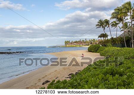 A young woman works on her computer on a beach in the early morning; Poipu, Kauai, Hawaii, United States of America View Large Photo Image Stock Image - A young woman works on her computer on a beach in the early morning; Poipu, Kauai, Hawaii, United States of America. Fotosearch