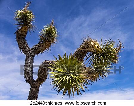 Stock Photograph - A Yucca brevifolia tree, Joshua Tree National Park; California, United States of America. Fotosearch