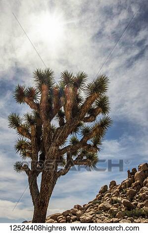 Stock Photograph - A Yucca brevifolia tree under a bright sunny sky, Joshua Tree National Park; California, United States of America. Fotosearch