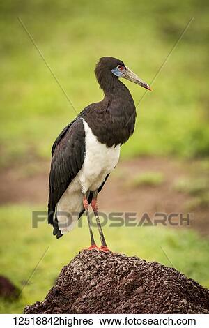 Stock Photograph - Abdim's stork (Ciconia abdimii) on termite mound facing right; Tanzania. Fotosearch