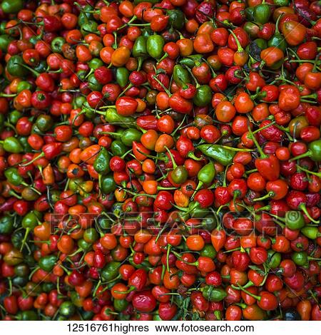 Stock Photograph - Abundance of fresh chilli peppers; Darjeeling, West Bengal, India. Fotosearch