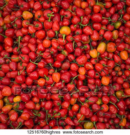 Stock Photograph - Abundance of fresh red chilli peppers; Darjeeling, West Bengal, India. Fotosearch