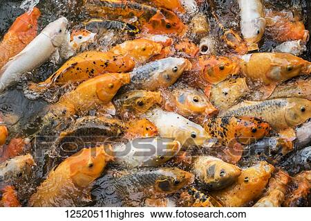 Stock Photograph - Abundance of Koi in a pond; Hue, Thua Thien-Hue, Vietnam. Fotosearch