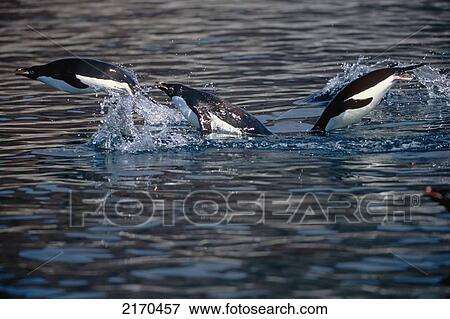 Adelie Penguins Porpoising Across Surface Of Water South Atlantic Antarctica Summer View Large Photo Image Stock Photo - Adelie Penguins Porpoising Across Surface Of Water South Atlantic Antarctica Summer. Fotosearch