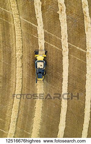 Stock Photograph - Aerial view directly above a combine collecting lines of grain; Beiseker, Alberta, Canada. Fotosearch