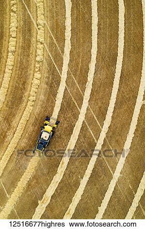Stock Photograph - Aerial view directly above a combine collecting lines of grain; Beiseker, Alberta, Canada. Fotosearch