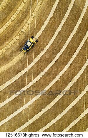 Stock Photograph - Aerial view directly above a combine collecting lines of grain; Beiseker, Alberta, Canada. Fotosearch