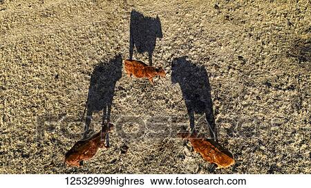 Stock Photograph - Aerial view of cattle in a field with long shadows, West of Calgary; Alberta, Canada. Fotosearch