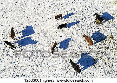 Aerial view of cattle in a snow-covered field with long shadows, West of Calgary; Alberta, Canada View Large Photo Image Stock Photograph - Aerial view of cattle in a snow-covered field with long shadows, West of Calgary; Alberta, Canada. Fotosearch