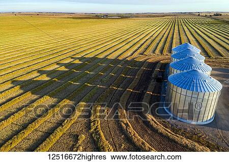 Stock Photograph - Aerial view of four large metal grain bins and canola harvest lines at sunset with long shadows; Alberta, Canada. Fotosearch