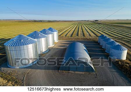 Stock Photograph - Aerial view of four large metal grain bins and canola harvest lines at sunrise with long shadows; Alberta, Canada. Fotosearch