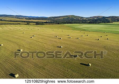 Stock Photograph - Aerial view of hale bales in a cut field with rolling hills and blue sky, West of High River; Alberta, Canada. Fotosearch