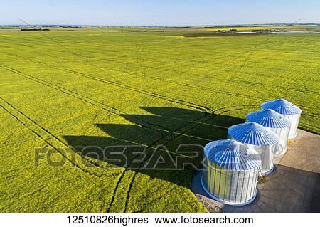 Stock Photograph - Aerial view of large metal grain bins in a green field of canola with long dramatic shadows across the field and blue sky, East of Calgary; Alberta, Canada. Fotosearch