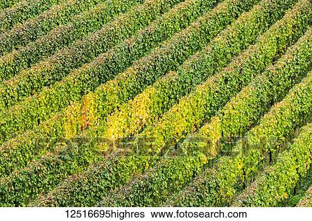 Aerial view of rows of grapevines; Calder, Bolzano, Italy View Large Photo Image Stock Photograph - Aerial view of rows of grapevines; Calder, Bolzano, Italy. Fotosearch