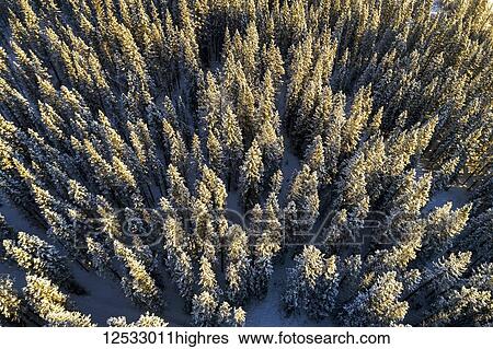 Aerial view of snow-covered evergreen trees; Alberta, Canada View Large Photo Image Stock Photograph - Aerial view of snow-covered evergreen trees; Alberta, Canada. Fotosearch