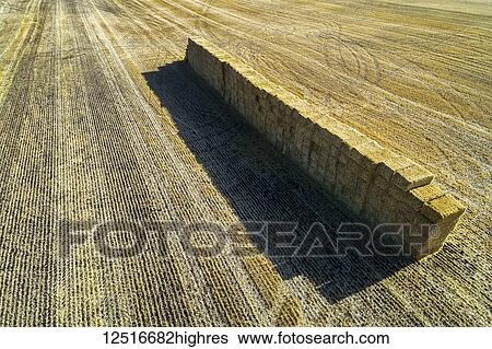 Aerial view of stacked square hay bales in a cut field with long shadows; Alberta, Canada View Large Photo Image Stock Photograph - Aerial view of stacked square hay bales in a cut field with long shadows; Alberta, Canada. Fotosearch
