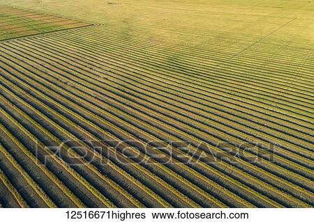 Aerial views of canola harvest lines in a cut field; Blackie, Alberta, Canada View Large Photo Image Stock Photograph - Aerial views of canola harvest lines in a cut field; Blackie, Alberta, Canada. Fotosearch