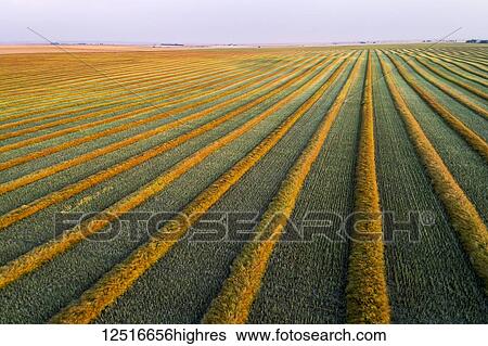 Aerial views of canola harvest lines glowing at sunset; Blackie, Alberta, Canada View Large Photo Image Stock Photograph - Aerial views of canola harvest lines glowing at sunset; Blackie, Alberta, Canada. Fotosearch