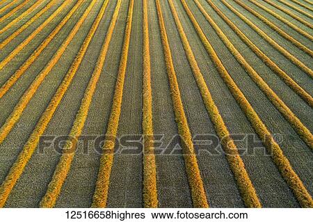 Aerial views of canola harvest lines glowing at sunset; Blackie, Alberta, Canada View Large Photo Image Stock Photograph - Aerial views of canola harvest lines glowing at sunset; Blackie, Alberta, Canada. Fotosearch
