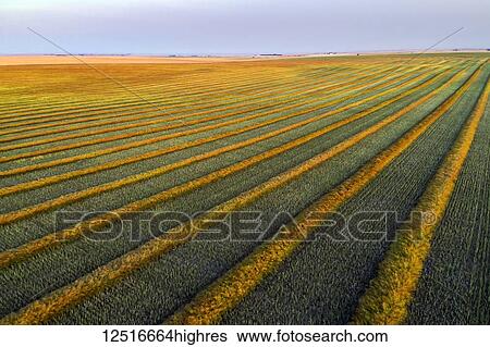 Aerial views of canola harvest lines glowing at sunset; Blackie, Alberta, Canada View Large Photo Image Stock Photograph - Aerial views of canola harvest lines glowing at sunset; Blackie, Alberta, Canada. Fotosearch