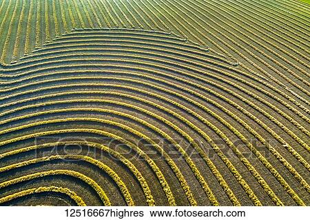 Stock Photograph - Aerial views of canola harvest lines glowing at sunset; Blackie, Alberta, Canada. Fotosearch