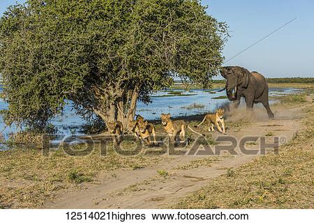 Stock Photograph - African Bush Elephant (Loxodonta Africana) chases six lions (Panthera Leo) away beside river; Botswana. Fotosearch