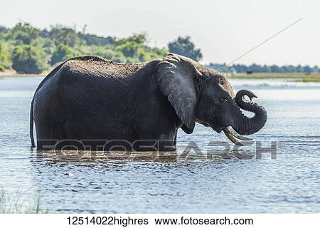 Stock Photograph - African Bush Elephant (Loxodonta africana) standing in river folds up trunk; Botswana. Fotosearch