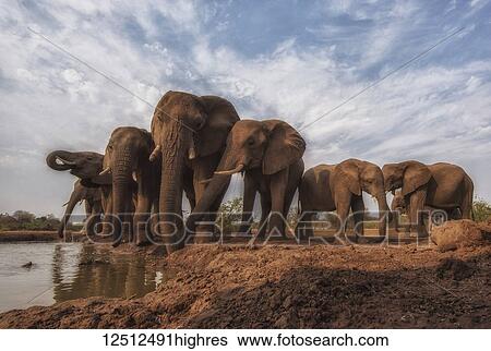 Stock Photograph - African Bush Elephants (Loxodonta africana) standing by water; Ethiopia. Fotosearch