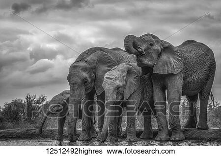 Stock Photograph - African Bush Elephants (Loxodonta africana) standing by water; Ethiopia. Fotosearch