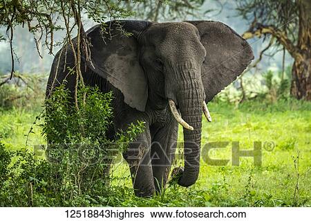 African elephant (Loxodonta africana) picks leafy branches in clearing, Ngorongoro Crater; Tanzania View Large Photo Image Stock Photograph - African elephant (Loxodonta africana) picks leafy branches in clearing, Ngorongoro Crater; Tanzania. Fotosearch