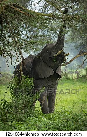 Stock Photograph - African elephant (Loxodonta africana) raising trunk to reach branch and pick leafy branches in clearing, Ngorongoro Crater; Tanzania. Fotosearch
