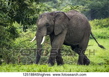 African elephant (Loxodonta africana) walks past acacia in clearing, Ngorongoro Crater; Tanzania View Large Photo Image Stock Photograph - African elephant (Loxodonta africana) walks past acacia in clearing, Ngorongoro Crater; Tanzania. Fotosearch