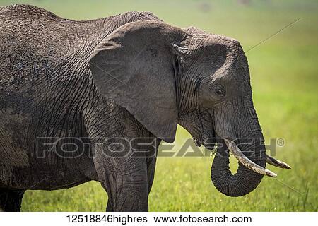 Stock Photograph - African elephant (Loxodonta africana) with curled trunk in mouth, Serengeti National Park; Tanzania. Fotosearch