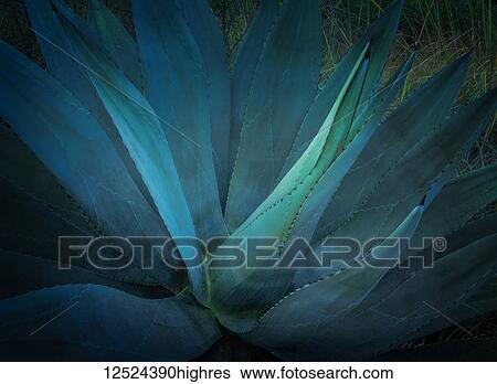Agave plant; Mexico View Large Photo Image Stock Photograph - Agave plant; Mexico. Fotosearch