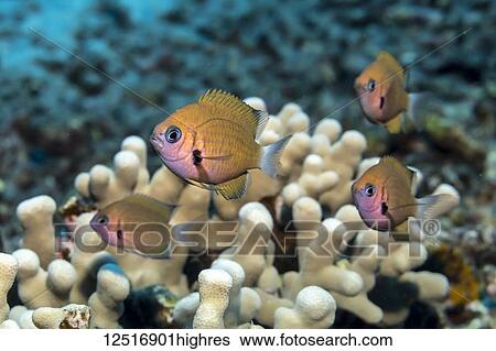 Stock Photograph - Agile Chromis (Chromis agilis) schooling near a coral reef off the Kona coast; Island of Hawaii, Hawaii, United States of America. Fotosearch