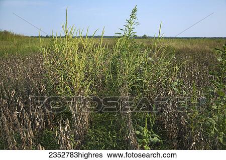 Stock Photograph - Agriculture - An infestation of mature Glyphosate-resistant Palmer pigweed (Amaranthus palmeri) aka. Palmer Amaranth, Carlessweed, in a field of low yield soybeans / near England, Arkansas, USA.. Fotosearch