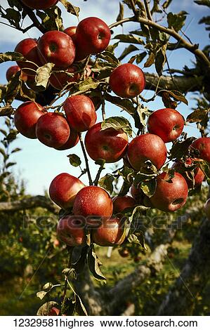 Stock Photograph - Agriculture. Fotosearch