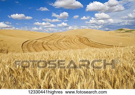 Stock Photograph - Agriculture. Fotosearch