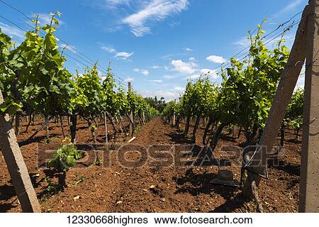 Agriculture View Large Photo Image Stock Photograph - Agriculture. Fotosearch