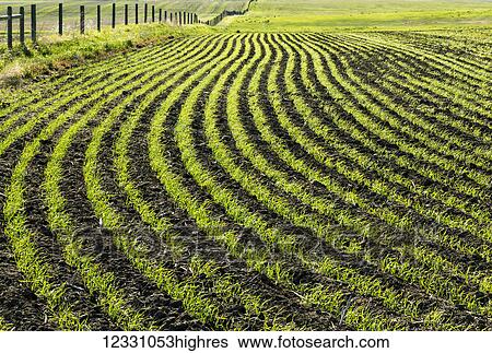 Stock Photograph - Agriculture. Fotosearch