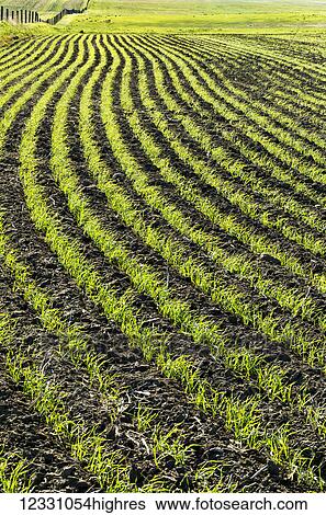 Stock Photograph - Agriculture. Fotosearch