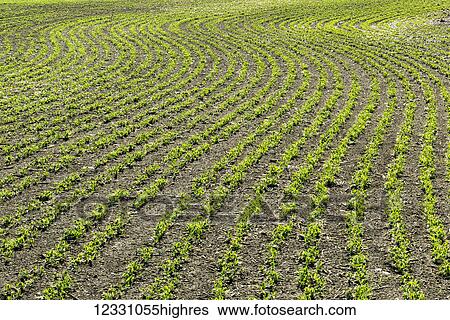 Stock Photograph - Agriculture. Fotosearch