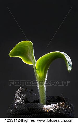Stock Photograph - Agriculture. Fotosearch