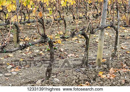 Agriculture View Large Photo Image Stock Photograph - Agriculture. Fotosearch