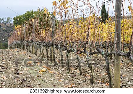 Agriculture View Large Photo Image Stock Photograph - Agriculture. Fotosearch