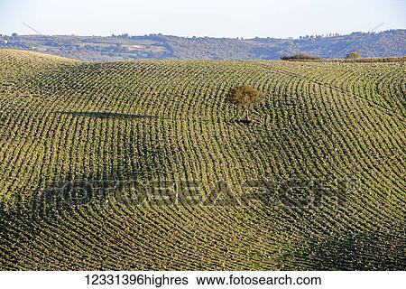 Agriculture View Large Photo Image Stock Photograph - Agriculture. Fotosearch